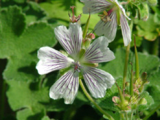 Geranium renardii bestellen